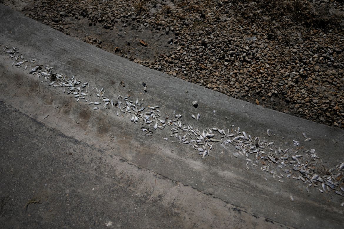 Fish lie dead at the edge of a road after the passage of Hurricane Ian, inside a trailer park on San Carlos Boulevard in Fort Myers Beach